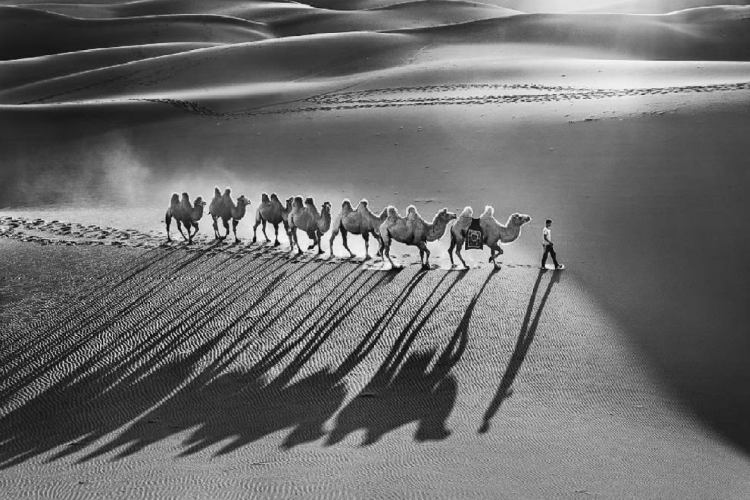 KWAN Phillip - Camel And Shadow