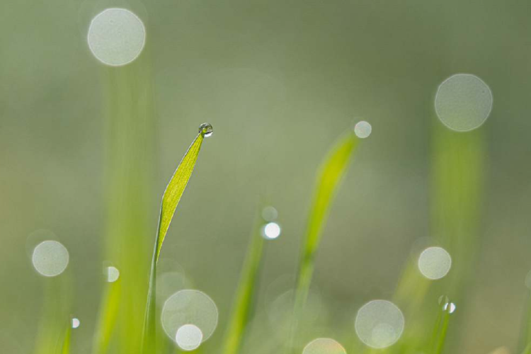 VIGIER Hélène - Rosée