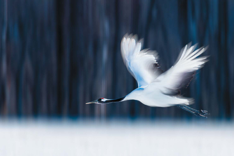 GU Qun - Spread The Wings1